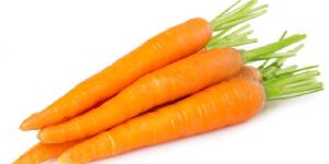 Fresh Carrot