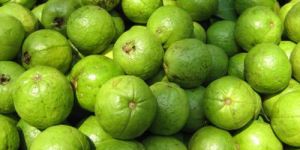Fresh Guava