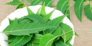 Fresh Neem Leaves