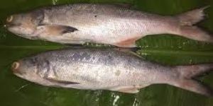 Live Indian Salmon Fish