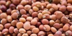 Pigeon Pea