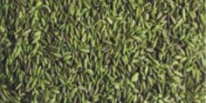 Fennel Seeds