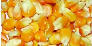 Maize