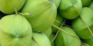Fresh Coconut