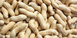 Shelled Groundnut