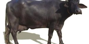 Murrah Buffalo