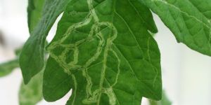 SJ Eraser Organic Larvicide