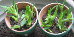 Aloe Vera Baby Plants