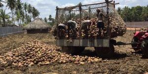 a Grade Whole Natural Husked Coconut