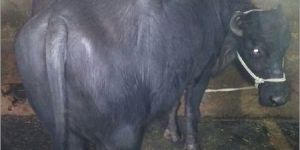 Murrah Milking Buffalo