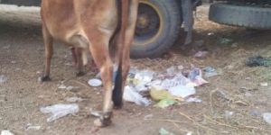 Sahiwal Cow