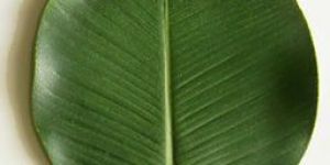 Banana Leaf Plate