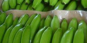 Fresh Green Banana