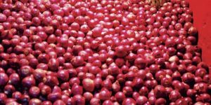 Fresh Red Onion
