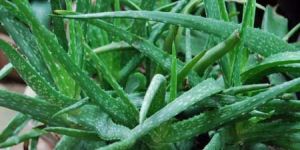 Aloe Vera