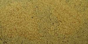 Amaranth Seeds