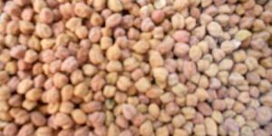 Bengal Gram