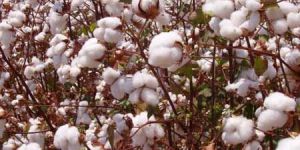 Cotton Fiber
