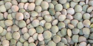 Lentil Seeds