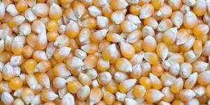 Maize Seeds