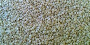 Sesame Seeds