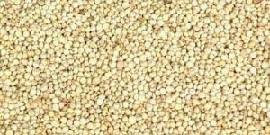 Sorghum Seeds