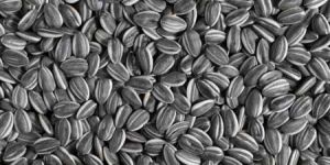 Sunflower Seeds
