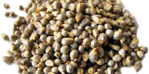 Millet Seeds