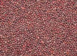 Mustard Seeds