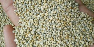 Bajra ( Green Millet )