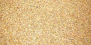 Fenugreek Seeds