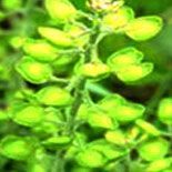 Allernil Ayurvedic Medicines