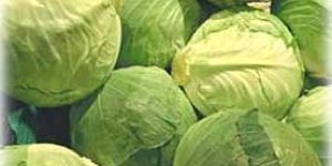 Fresh Cabbages