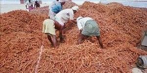 Coleus Forskohlii Extracts