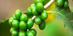 Green Coffee Bean Extract
