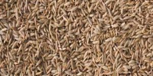 Cumin Seeds