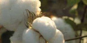 Raw Cotton