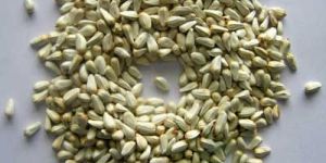Safflower Seed