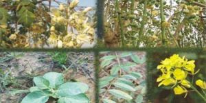 Organic Herbs