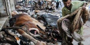 Animal Hides