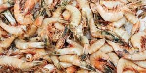 Frozen Shrimps