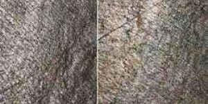 Supra Gold Stone Veneer