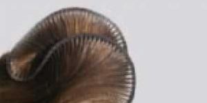 Hand Tied Weft Human Hair