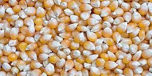 Maize