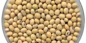 Soya Bean