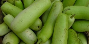 Fresh Bottle Gourd