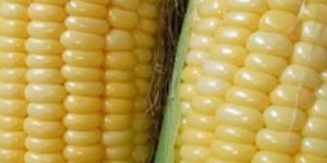 Yellow Maize