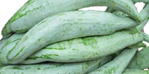 Fresh Snake Gourd