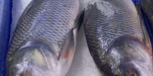 Catla Fish