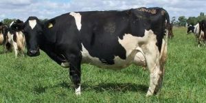 Hf Cow